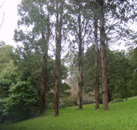 Mount Dandenong Arboretum - Accommodation Bookings