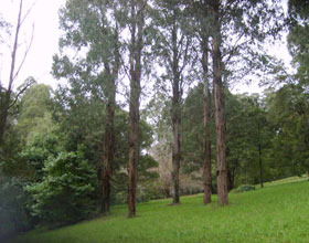 Mount Dandenong Arboretum - Accommodation Bookings 0