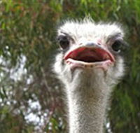 The Vault - Hastings Ostrich Farms  Crown Exotic Leather - Accommodation Bookings