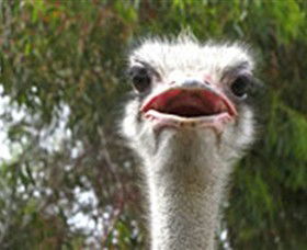 The Vault - Hastings Ostrich Farms & Crown Exotic Leather - Accommodation Bookings 0