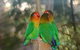 Ballarat Bird World - thumb 0