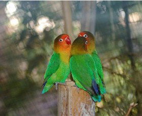 Ballarat Bird World - Accommodation Bookings 0