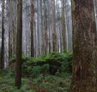 Kinglake National Park - Accommodation Bookings