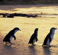 Phillip Island Nature Park - Accommodation Bookings