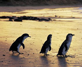 Phillip Island Nature Park - Accommodation Bookings 0