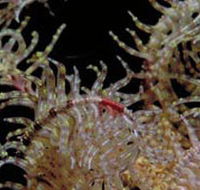 Point Danger Marine Sanctuary - Accommodation Bookings