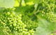 Waratah Hills Vineyard - thumb 0