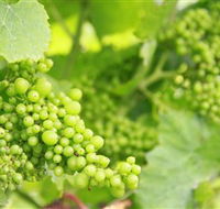Waratah Hills Vineyard - Accommodation Bookings