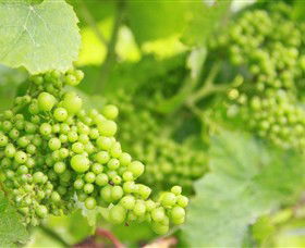 Waratah Hills Vineyard - Accommodation Bookings 0