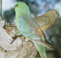 Lake Albacutya Regional Park - Accommodation Bookings