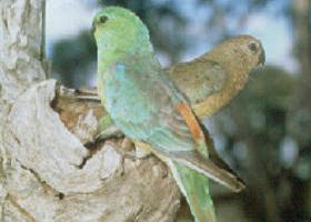 Lake Albacutya Regional Park - Accommodation Bookings 0