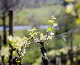 Michelini Wines - Accommodation Bookings 0
