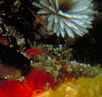 Point Cooke Marine Sanctuary - Accommodation Bookings