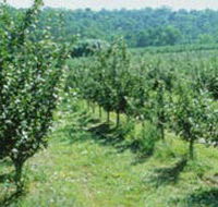 Pettys Orchard - Accommodation Bookings