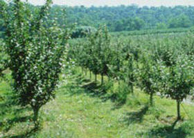 Pettys Orchard - Accommodation Bookings 0
