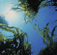 Marengo Reefs Marine Sanctuary - Accommodation Bookings