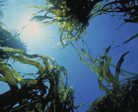 Marengo Reefs Marine Sanctuary - Accommodation Bookings 0