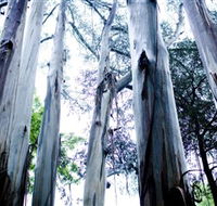 Dandenong Ranges National Park - Accommodation Bookings