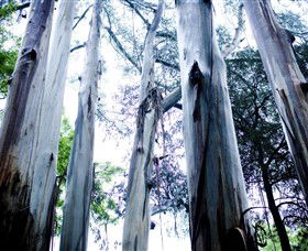 Dandenong Ranges National Park - Accommodation Bookings 0