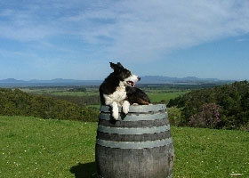 Windy Ridge Vineyard And Winery - Accommodation Bookings 0