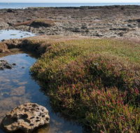 Ricketts Point Marine Sanctuary - Accommodation Bookings