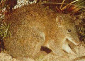 The Pines Flora And Fauna Reserve - Accommodation Bookings 0