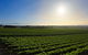 GREENSTONE VINEYARDS - thumb 0