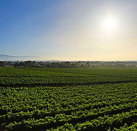 GREENSTONE VINEYARDS - Accommodation Bookings