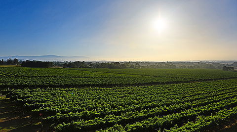 GREENSTONE VINEYARDS - Accommodation Bookings 0