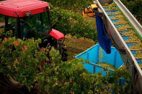 GREENSTONE VINEYARDS - Accommodation Bookings 3