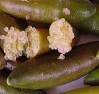 Sandy Creek Olives and Finger Limes - Accommodation Bookings