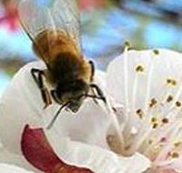 Clayridge Honey - Accommodation Bookings