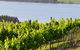 Two Figs Winery - thumb 0