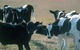Bodalla Dairy Cheese Factory - thumb 0