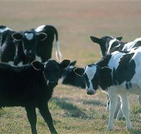 Bodalla Dairy Cheese Factory - Accommodation Bookings