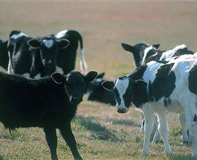 Bodalla Dairy Cheese Factory - Accommodation Bookings 0