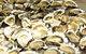Wheelers Oysters - thumb 0