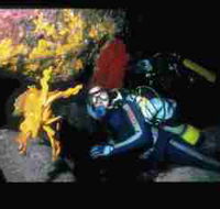 Solitary Islands Marine Park - Accommodation Bookings