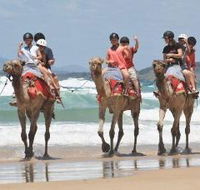 Camel Rides with Coffs Coast Camels - Accommodation Bookings