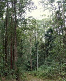 Bongil Bongil National Park - Accommodation Bookings 0