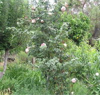 Tombstone Estate Vineyard - Accommodation Bookings