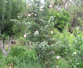 Tombstone Estate Vineyard - Accommodation Bookings 0
