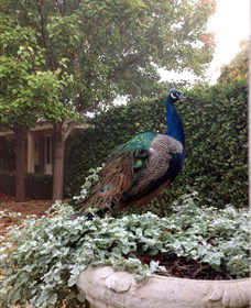 Krinklewood Vineyard - Accommodation Bookings 3