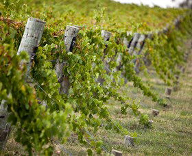 Moothi Estate Vineyard And Cellar Door - Accommodation Bookings 1