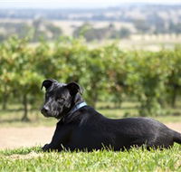Moothi Estate Vineyard and Cellar Door - Accommodation Bookings