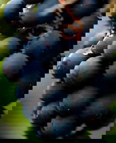 Moorbel NSW Accommodation Bookings