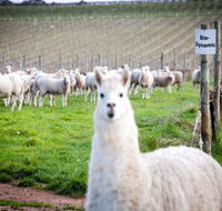 Gemtree Vineyards Cellar Door - Accommodation Bookings