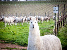 Gemtree Vineyards Cellar Door - Accommodation Bookings 0