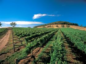 Thorn-Clarke Wines - Accommodation Bookings 1