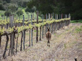 Bundaleer Wines - Accommodation Bookings 1